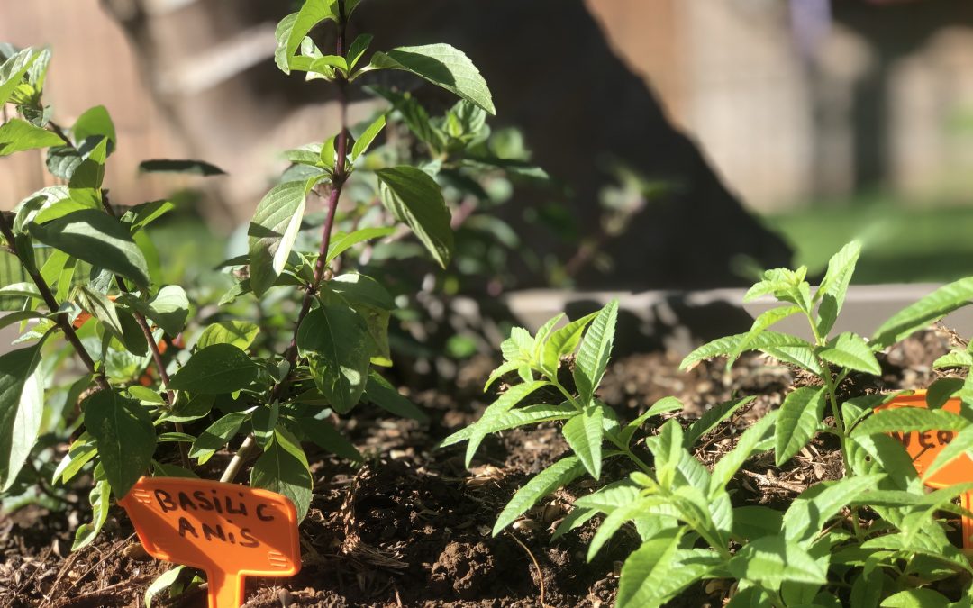 Le Jardinage à Karuk School !!!